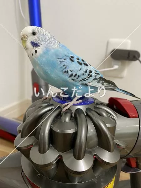 コメントの画像