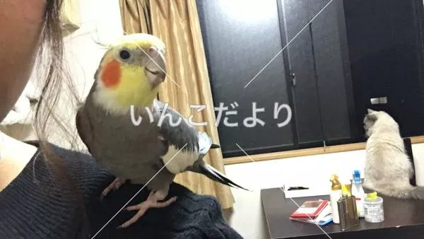 コメントの画像