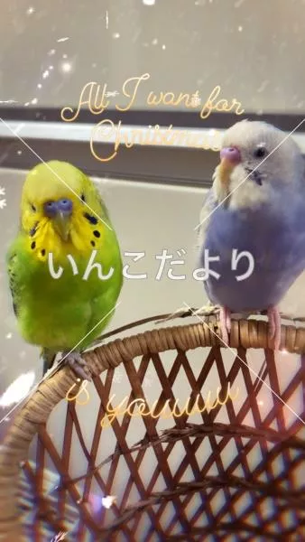 コメントの画像