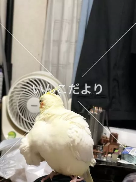 コメントの画像