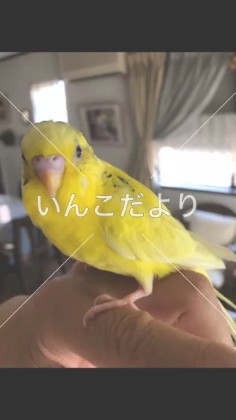 コメントの画像