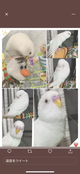 コメントの画像