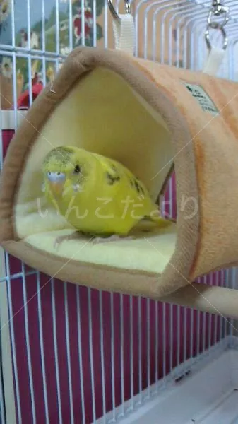 コメントの画像