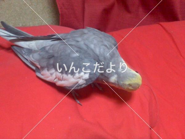 コメントの画像