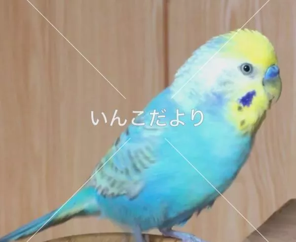 コメントの画像