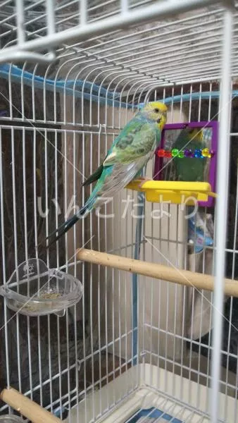 コメントの画像