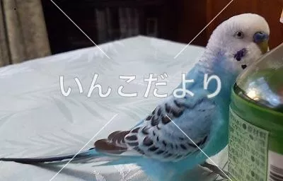 コメントの画像