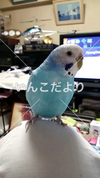 コメントの画像