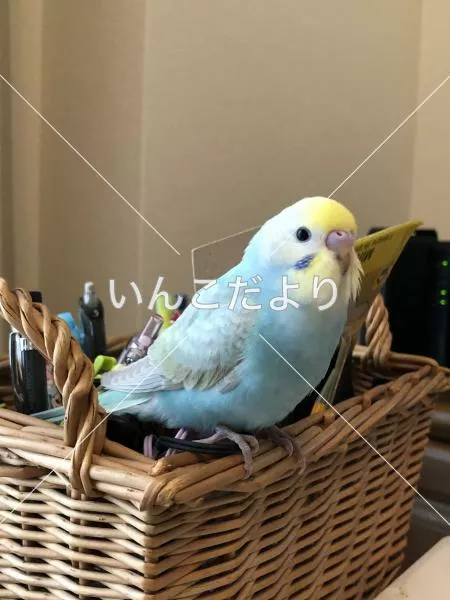 コメントの画像