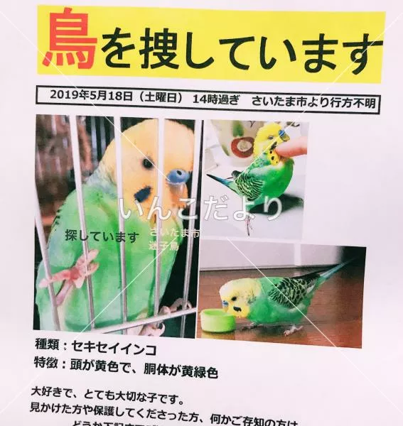 コメントの画像