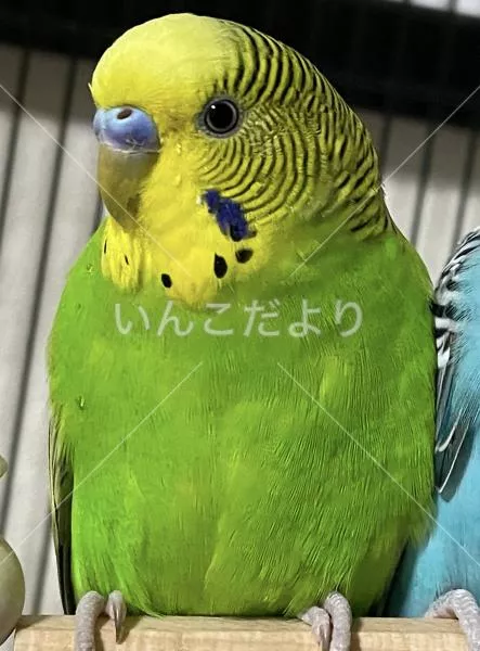 コメントの画像