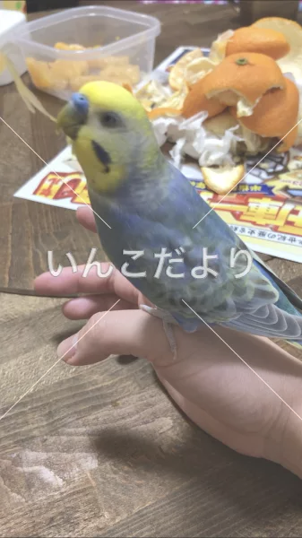 コメントの画像