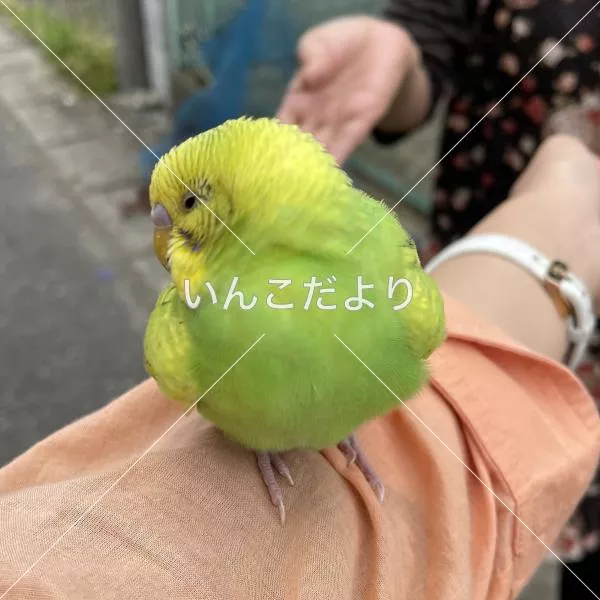 コメントの画像