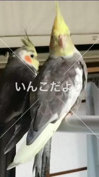 コメントの画像