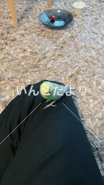 コメントの画像