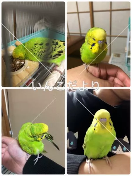 コメントの画像