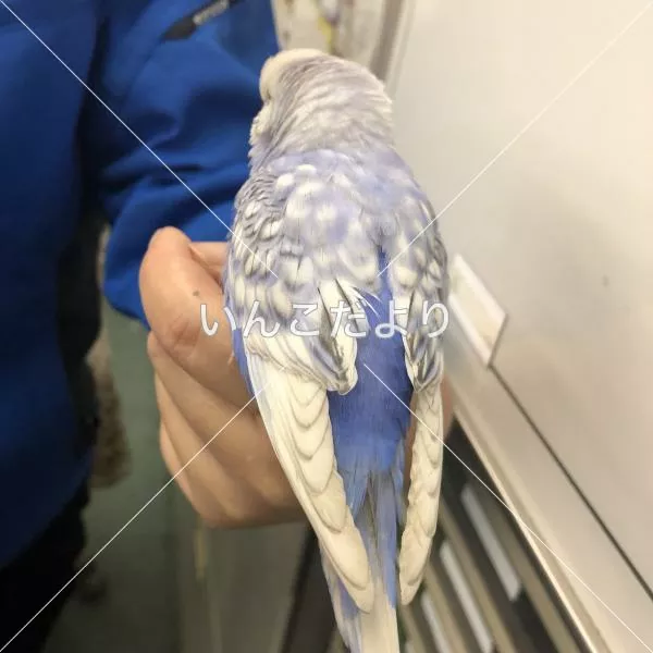 コメントの画像