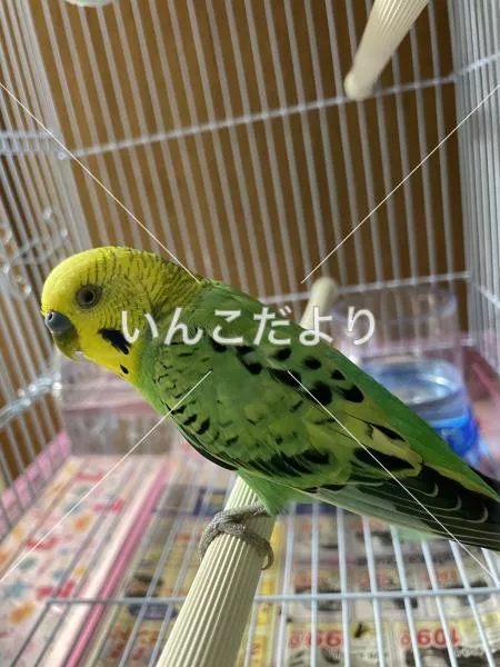 コメントの画像