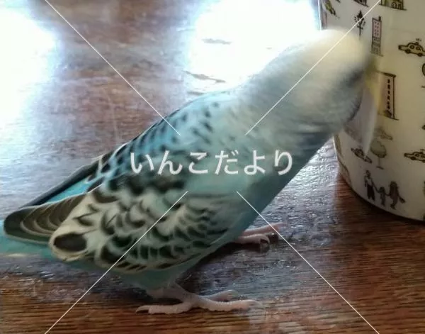 コメントの画像