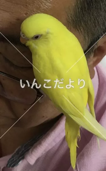 コメントの画像