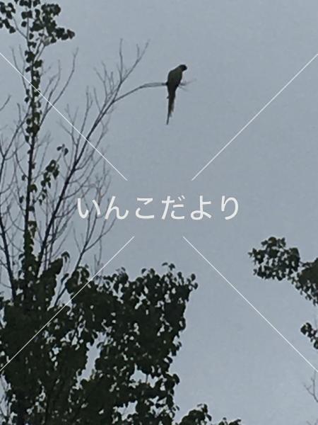 コメントの画像