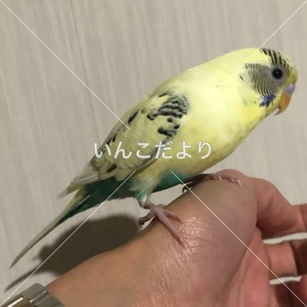 コメントの画像