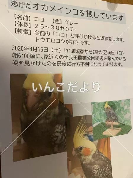 コメントの画像