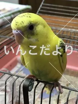 コメントの画像