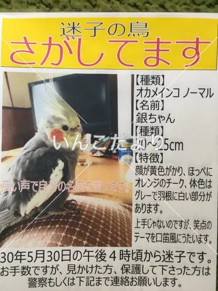 コメントの画像