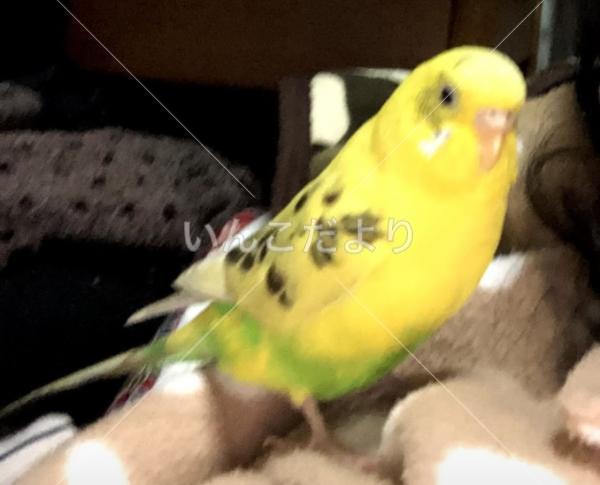 コメントの画像