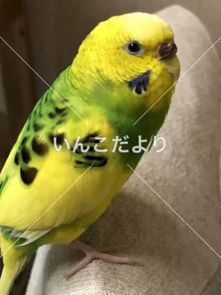 コメントの画像