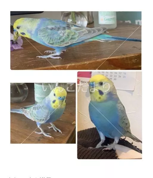 コメントの画像