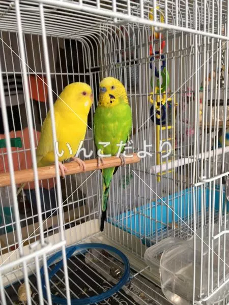 コメントの画像