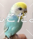 コメントの画像