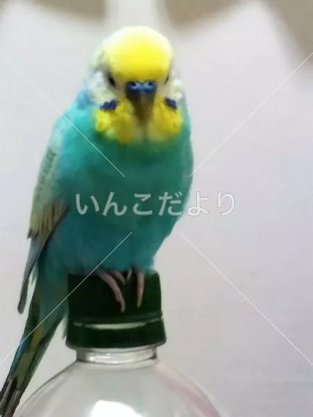 コメントの画像