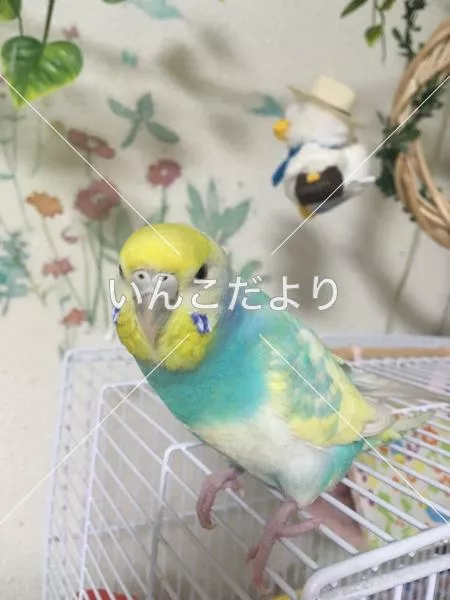 コメントの画像