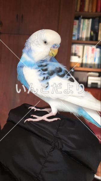 コメントの画像