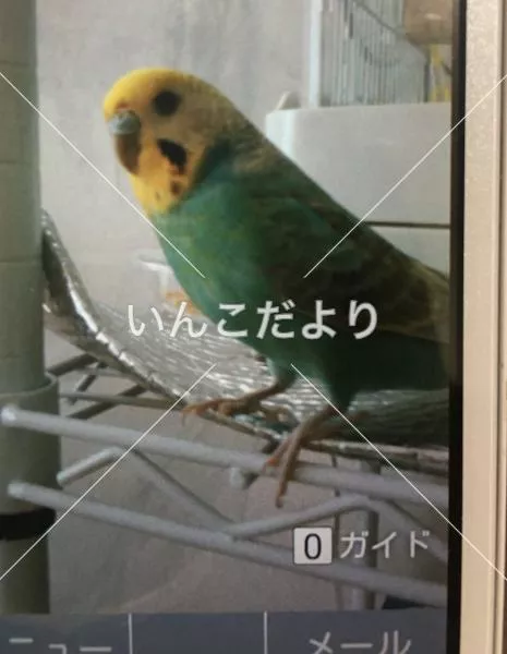コメントの画像