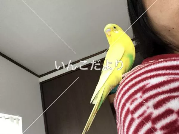 コメントの画像