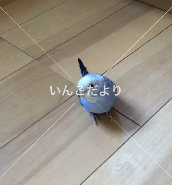 コメントの画像