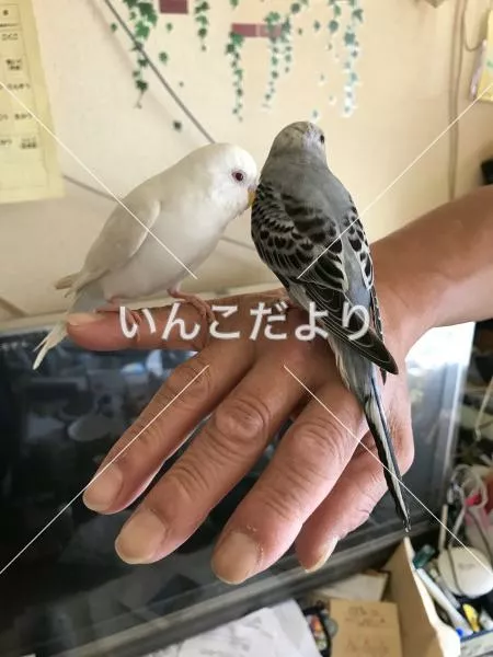 コメントの画像