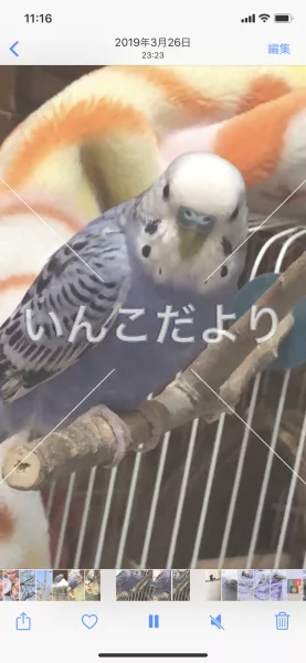 コメントの画像