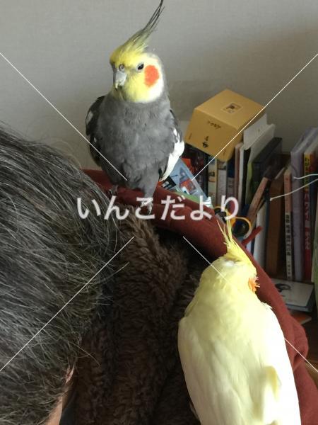 コメントの画像