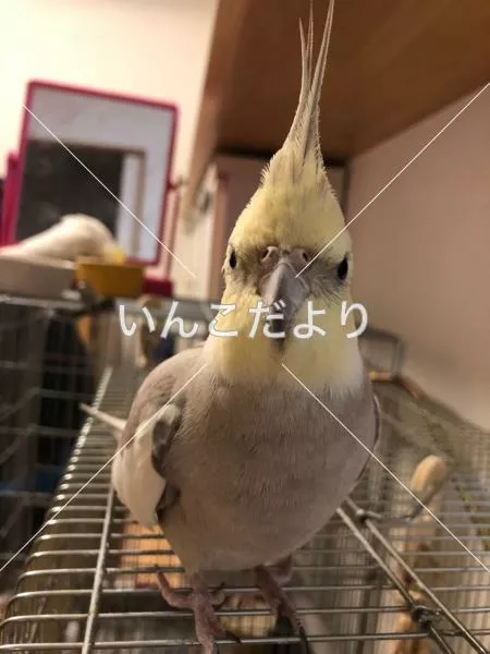 コメントの画像