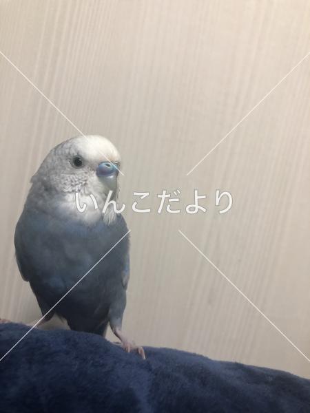 コメントの画像