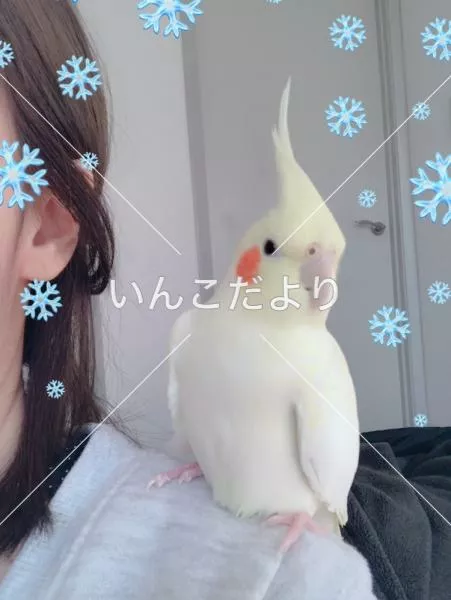 コメントの画像