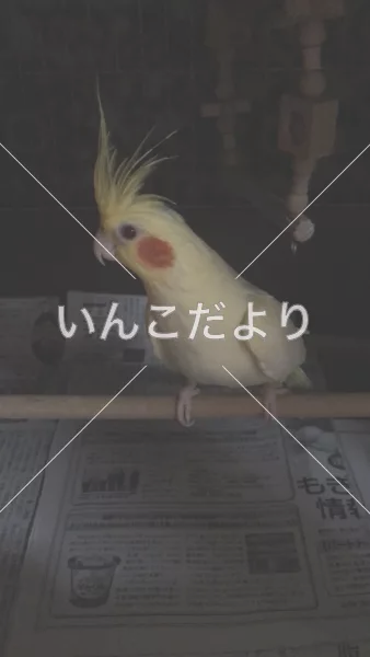 コメントの画像