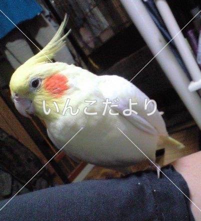 コメントの画像