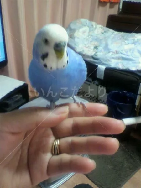 コメントの画像