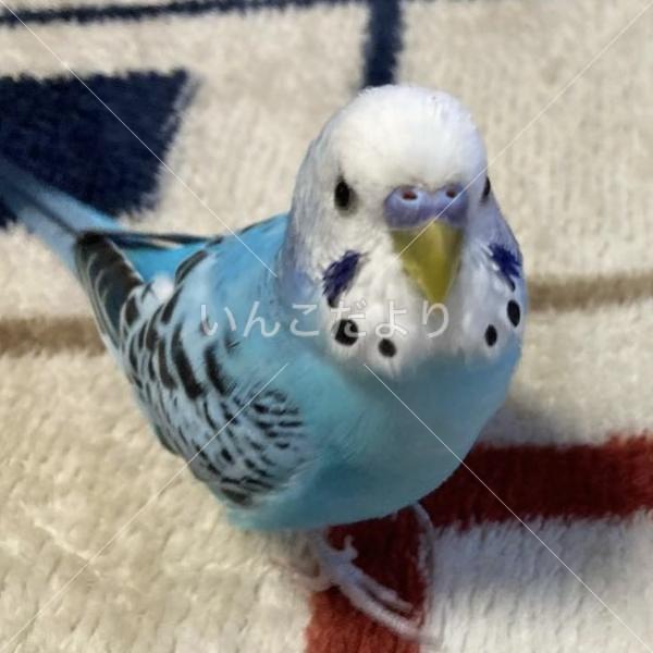 コメントの画像